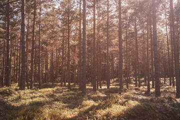 Obraz premium Sonnenlicht scheint durch Kieferwälder in Schweden