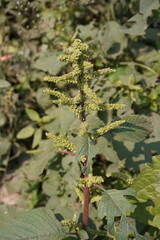 Amaranthus Spinosus flower stick in close up 