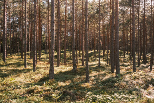 Naturfotografie aus Schweden &ndash; &Ouml;land