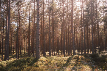 Fototapety na wymiar - Fototapeta24.pl