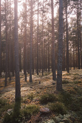 Nadelwald mit Sonnenschein - Schwedens W&auml;lder