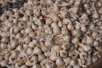 Garlics have been stored in the vegetable godown 