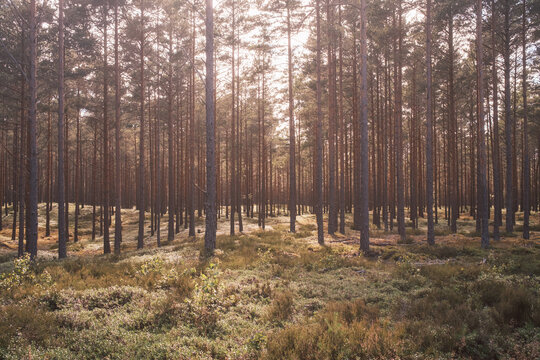 Skandinavische Wildnis im Nationalpark