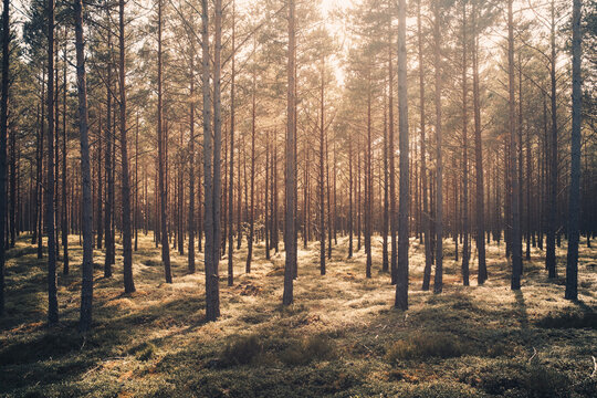 Sommerlicher Wald auf &Ouml;land in Schweden