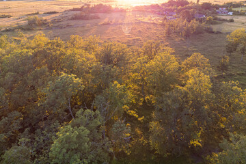 Baumkronen im goldenen Sonnenuntergang über Öland