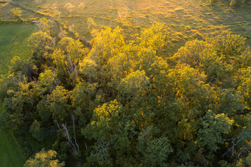 Magischer Sonnenuntergang über Baumkronen in Schweden