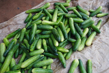 Fresh cucumbers are spread on the floor in the vegetable godown 
