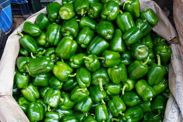 Fresh green capsicums have stored in the sack