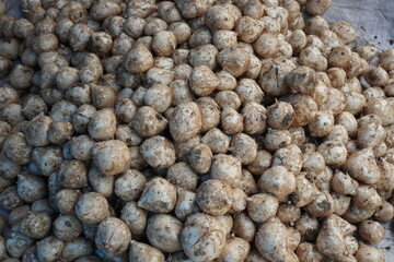 Jicama, white potatoes have been stored in the vegetable godown 