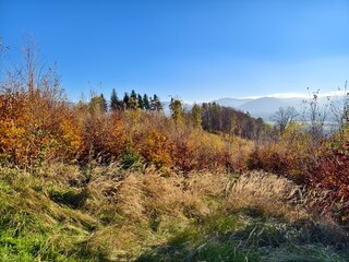 Fototapeta premium autumn forest in the mountains