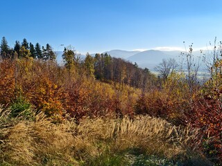 autumn forest in the mountains