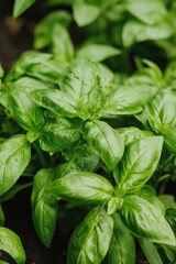 Basil plants thriving in a garden, enhancing beauty and supporting pest control alongside marigolds