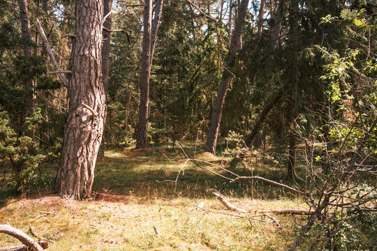 Abenteuer im Nationalpark Trollskogen
