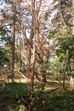 K&uuml;stenwald im Nationalpark Trollskogen