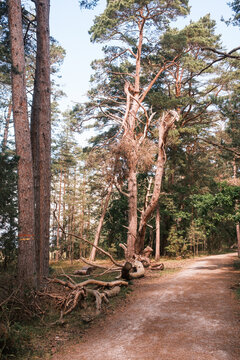 Magische Baumformen im Wald von &Ouml;land