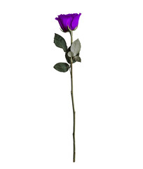 Purple rose isolated without background