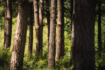 A peaceful forest scene showcasing the lush nature of the Basque Country