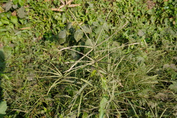 Digitaria ciliaris is on the grass beside the road