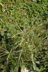 Digitaria ciliaris in close up