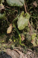 A snake gourd is hanging from its plant till the ground 