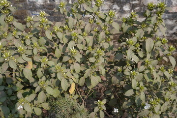 Barleria cristata plant with its flower buds and leaves 