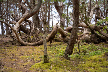 Mystischer K&uuml;stenwald im Nationalpark Trollskogen