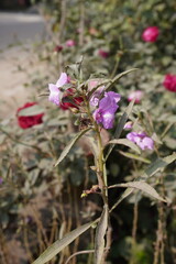 Violet balsam flowers are blooming on its plant 