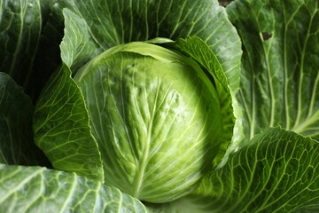 Obraz premium One ripe head of cabbage as background, closeup