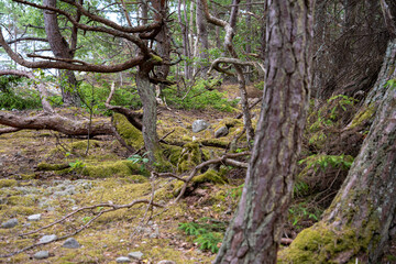 Idyllischer Wanderweg im Schatten alter Kiefern