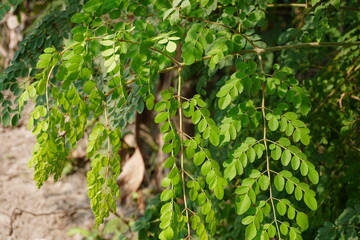 Tiny moringa leaves in close up