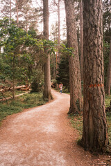 Trollskogen &ndash; Historischer Waldweg im Norden &Ouml;lands