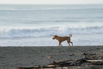 brown dog runs down beach