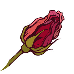 Rose flower, red rose isolated