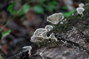 macro shot of mushroom on fallen tree