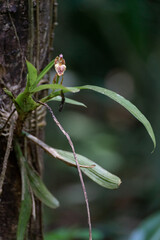 wild orchid growing in costa rica jungle