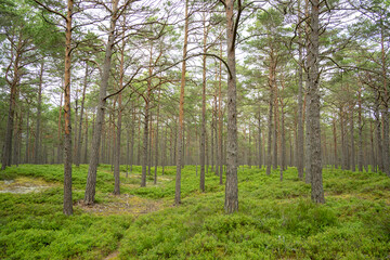 Fototapeta premium Grüner Schweden Nadelwald