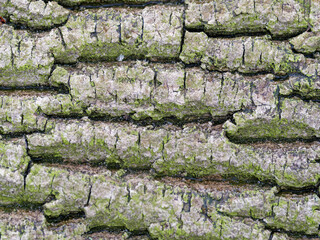 bark texture