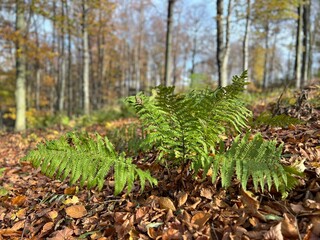 green fern in the autumn forest © Adam