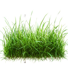 Obraz premium Vibrant Lush Green Grass Blanketing the Ground with Dew Drops Sparkling Under Bright Sunlight Creating a Fresh and Inviting Natural Atmosphere