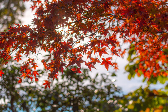 Red and green autumn leaves japanese momiji