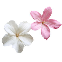 Fototapeta premium two flowers one white and one pink with five petals isolated on white background