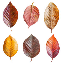 Obraz premium Vibrant Display of Four Different Colored Leaves Capturing the Essence of Autumn Season with Rich Textures and Varied Natural Hues in Perfect Harmony