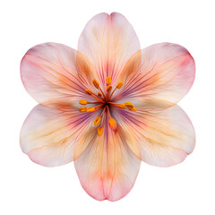 Elegant Flower Blooming Against Mysterious Black Background Evoking A Sense Of Depth Beauty And Contrast In Nature Perfect For Artistic Displays