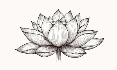 Obraz premium Vintage Lotus Water Lily Illustration in Etched Woodcut Style Vector Art