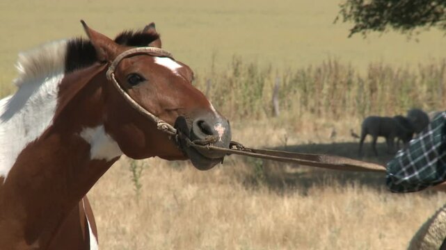 Rural Scene, Farmer Trying to Move a Stubborn Horse - Close Up