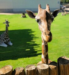 close up of giraffe in zoo