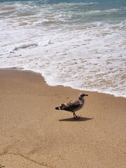 seagull on the shore of the beach