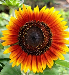 red and yellow sunflower on a green background