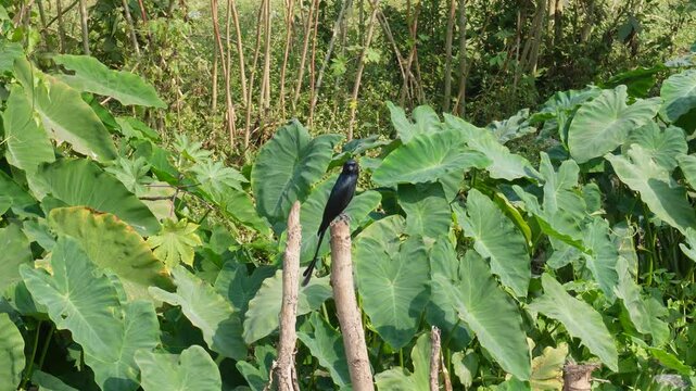 The drongo bird is sitting on a dead tree stem beside the taro plants on the roadside