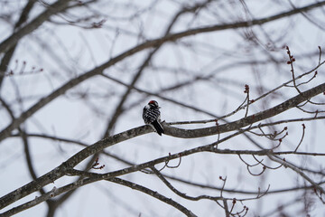 Downy woodpecker sitting on a tree branch duirng the winter.